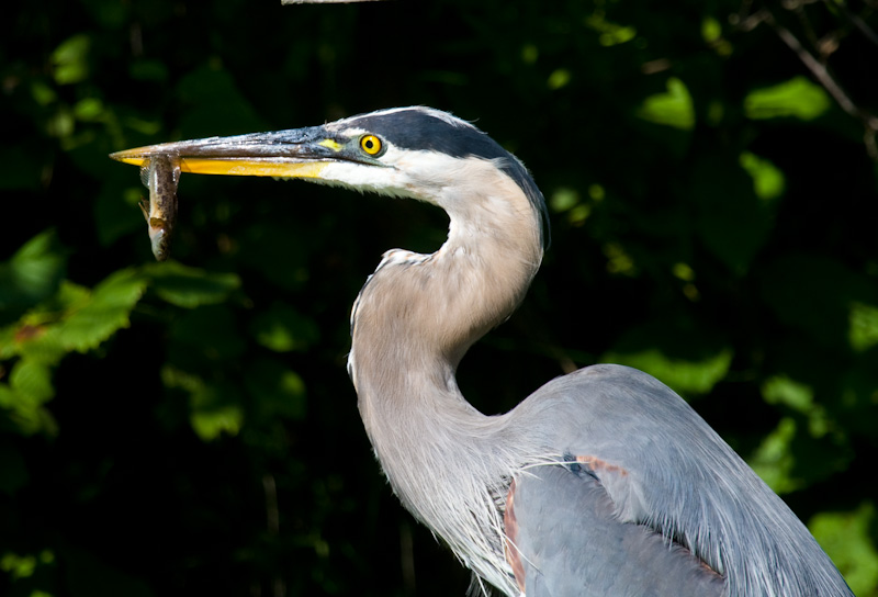 Great Blue Heron With Fish